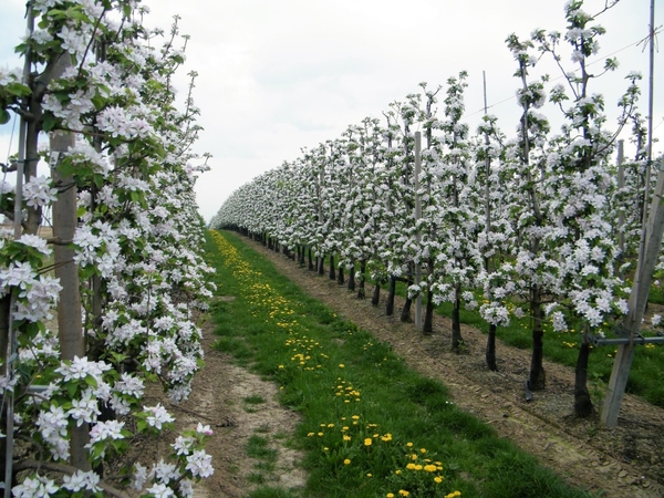 bloesemtocht Borgloon