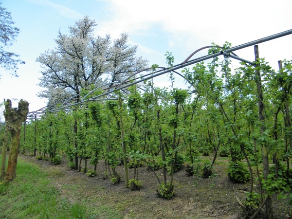 bloesemtocht Borgloon