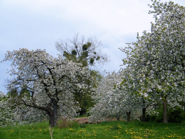 bloesemtocht Borgloon