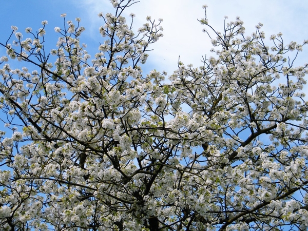 bloesemtocht Borgloon