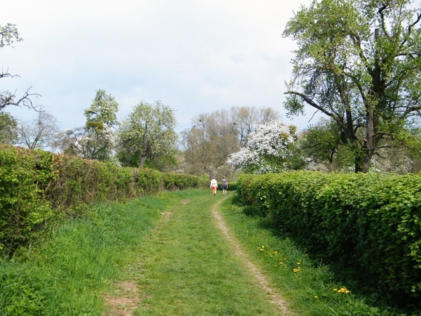 bloesemtocht Borgloon