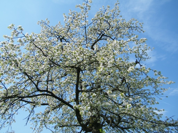 bloesemtocht Borgloon