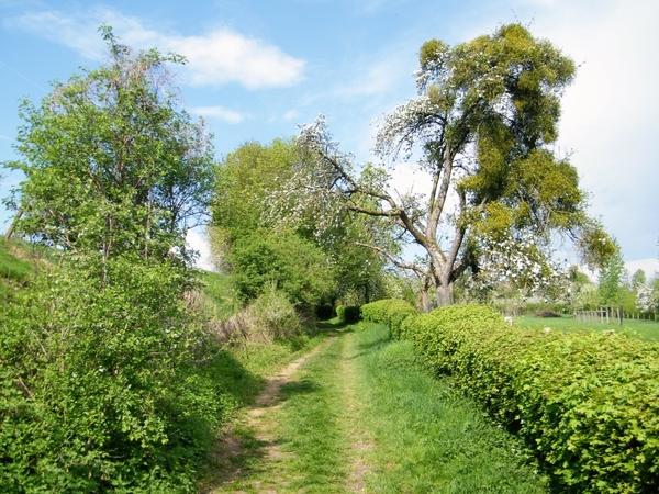 bloesemtocht Borgloon