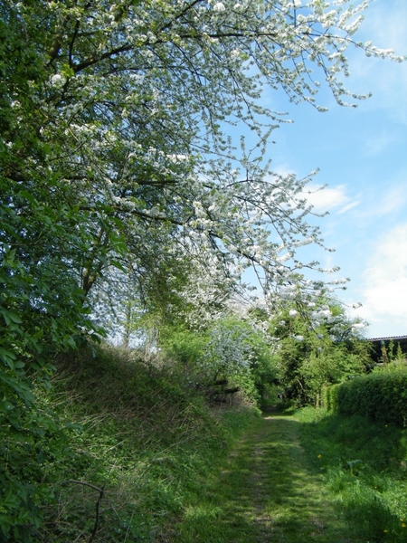 bloesemtocht Borgloon