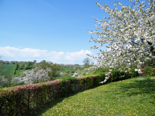 bloesemtocht Borgloon