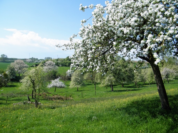 bloesemtocht Borgloon