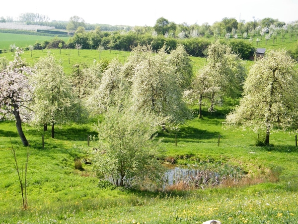 bloesemtocht Borgloon