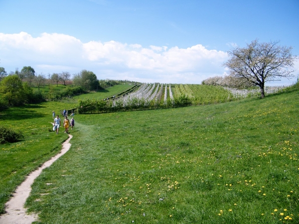 bloesemtocht Borgloon