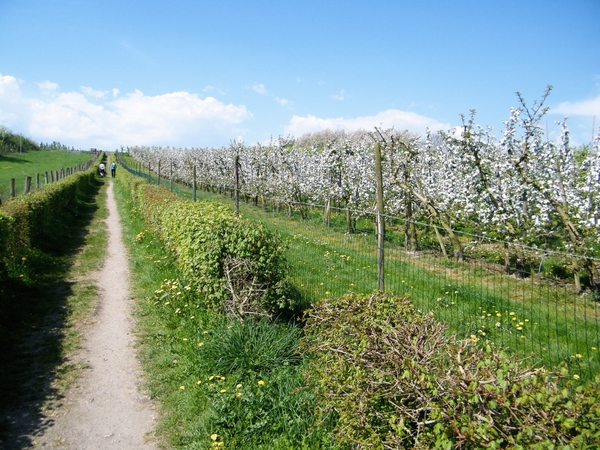 bloesemtocht Borgloon