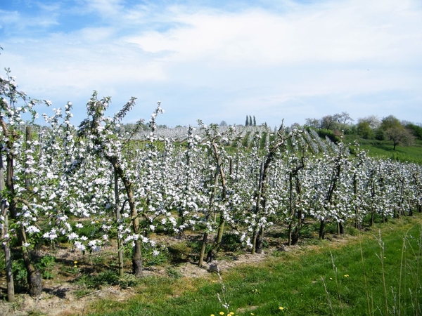 bloesemtocht Borgloon