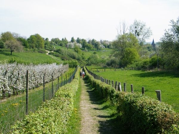 bloesemtocht Borgloon