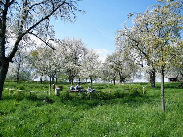 bloesemtocht Borgloon