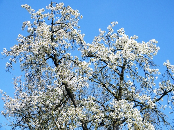 bloesemtocht Borgloon