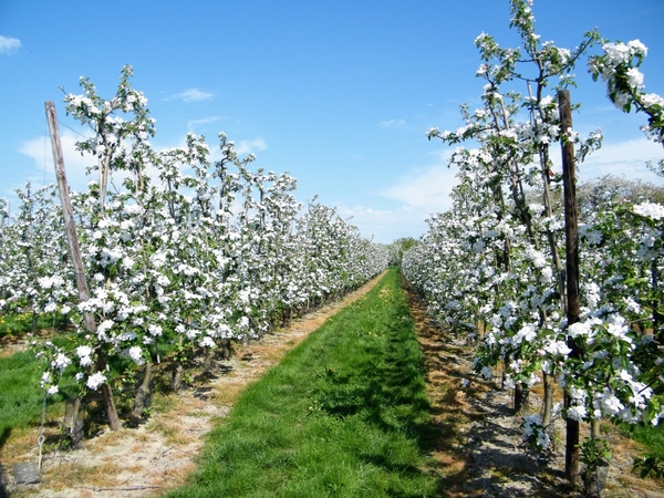 bloesemtocht Borgloon