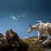211809_mountain-goat-picture-animal-wallpapers-national-geographi