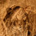 Animals___Wild_cats_Leopard_in_ambush_088344_