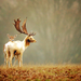 Beautiful-deer-wallpaper-HD