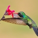 Hummingbird-Download