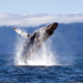Images-Of-Whales-Wallpapers-060