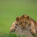 Lion-Cub-Wallpaper