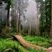trees_wood_fern_fog_14732_1920x1080