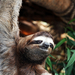 wildlife-jan-partin-sloth