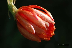 0                                                 epiphyllum_flow