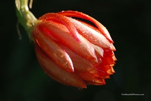 0                                                 epiphyllum_flow