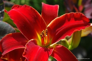 0                                              daylily Misouri