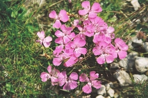 0                         800px-Dianthus_alpinus_Alpennelke_Rax