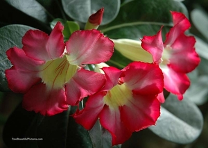 0                                           adenium Vietnam