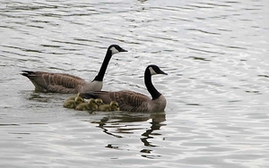 0                                          canadian_geese In Miss