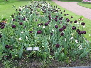 Lapperre en Kasteel Groot Bijgaarden 3-05-2018 (54)