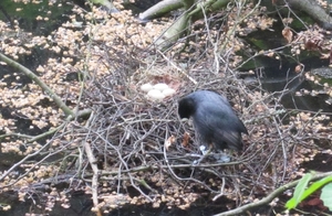 Lapperre en Kasteel Groot Bijgaarden 3-05-2018 (101)