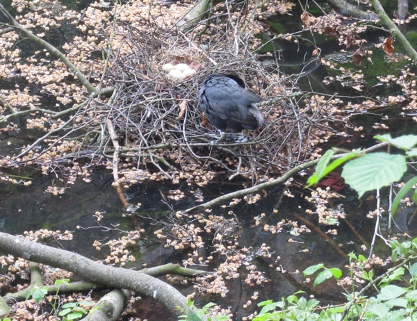 Lapperre en Kasteel Groot Bijgaarden 3-05-2018 (102)