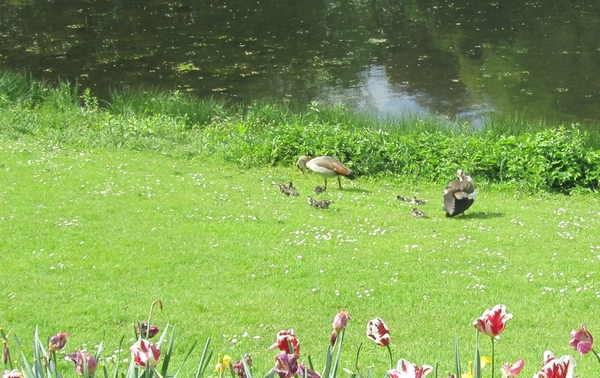 Lapperre en Kasteel Groot Bijgaarden 3-05-2018 (110)