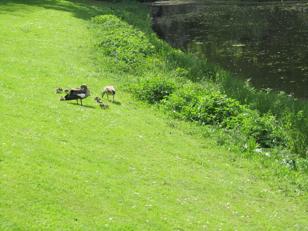 Lapperre en Kasteel Groot Bijgaarden 3-05-2018 (109)