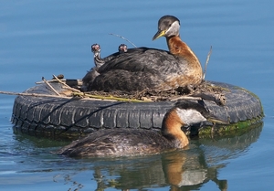 red-necked-grebes-978387_960_720