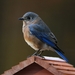 bluebird-1865492_960_720