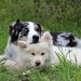 dogs-1790046_960_720