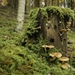 forest-1112057_960_720