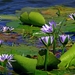 water-lily-1628983_960_720