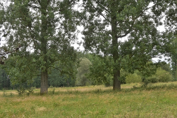 DSC_1256