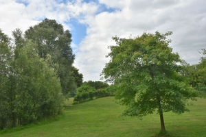 DSC_1310