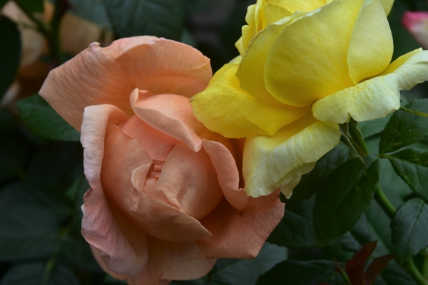 DSC_1348