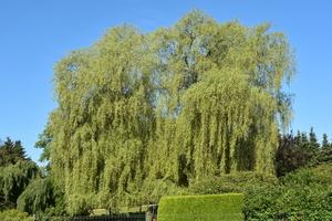 DSC_1499