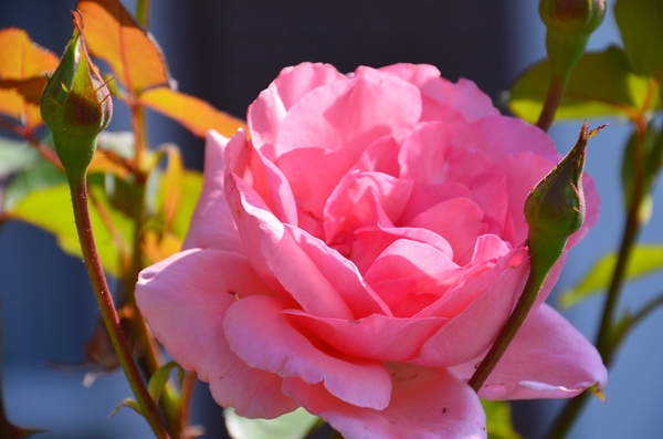 .... LANGS DE KOBOLTEN ....