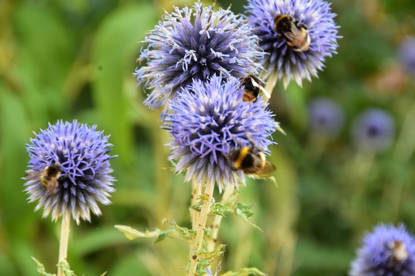 DE BOERENBUITEN ......