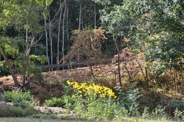 DSC_2536