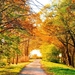 autumn-landscapes-streets-trees-2560x1600-wallpaper